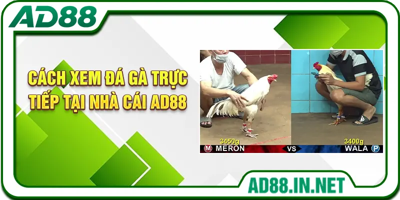 Cách xem đá gà trực tiếp tại nhà cái AD88
