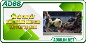 Đá Gà Cựa Sắt: Đấu Trường Đỉnh Cao Hấp Dẫn Tại AD88