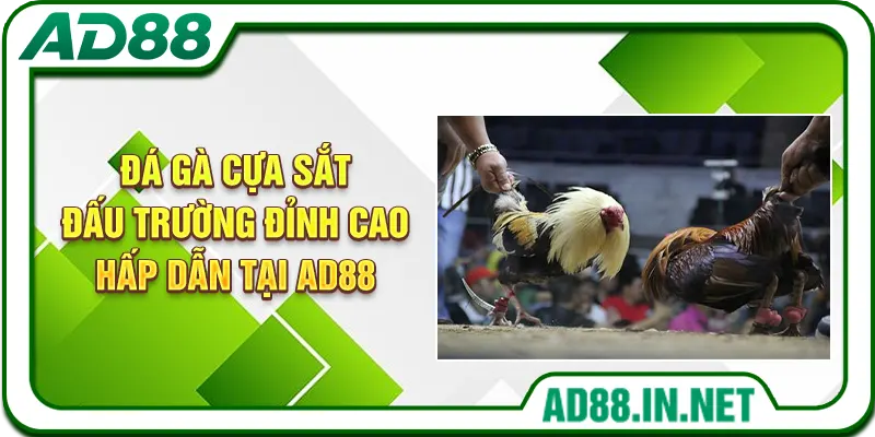 Đá Gà Cựa Sắt: Đấu Trường Đỉnh Cao Hấp Dẫn Tại AD88