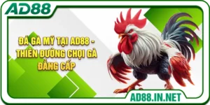 Đá Gà Mỹ Tại AD88 - Thiên Đường Chọi Gà Đẳng Cấp