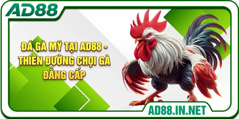 Đá Gà Mỹ Tại AD88 - Thiên Đường Chọi Gà Đẳng Cấp