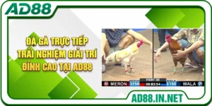 Đá Gà Trực Tiếp - Trải Nghiệm Giải Trí Đỉnh Cao Tại AD88