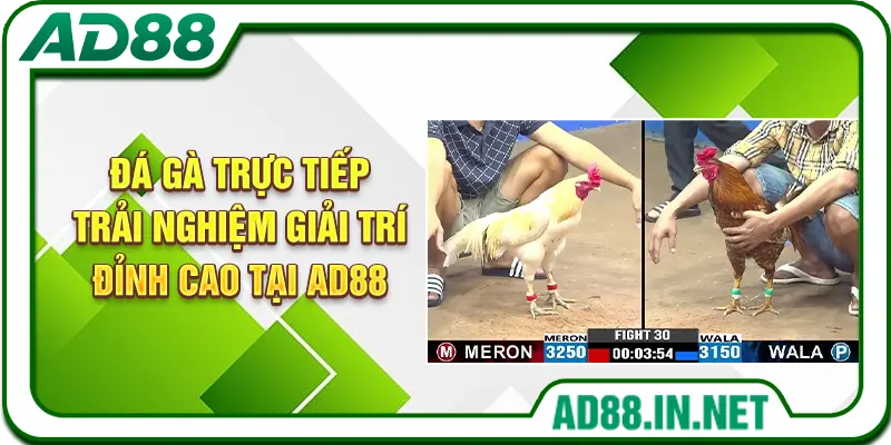 Đá Gà Trực Tiếp - Trải Nghiệm Giải Trí Đỉnh Cao Tại AD88
