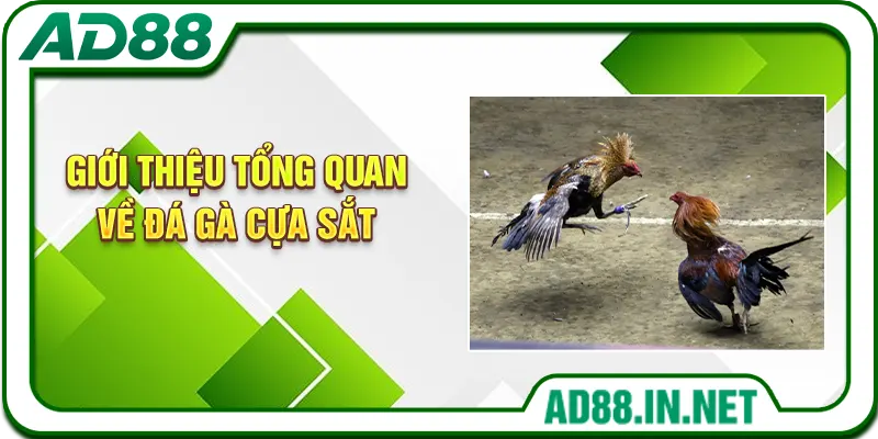 Giới thiệu tổng quan về đá gà cựa sắt