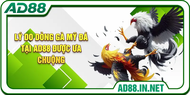Lý do dòng gà Mỹ đá tại AD88 được ưa chuộng