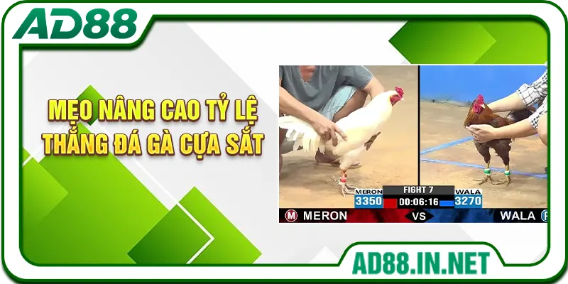 Mẹo nâng cao tỷ lệ thắng đá gà cựa sắt