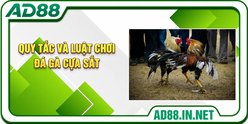 Quy tắc và luật chơi đá gà cựa sắt