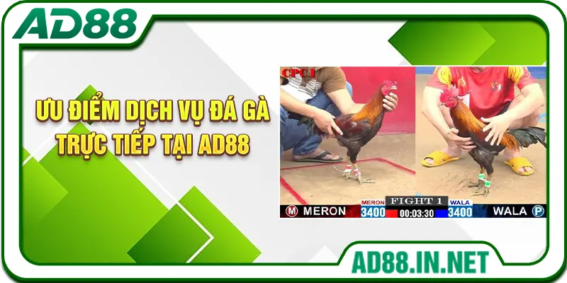 Ưu điểm dịch vụ đá gà trực tiếp tại AD88